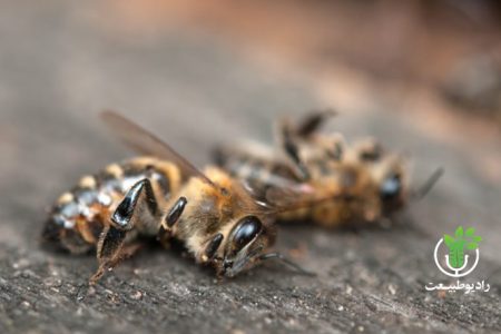 قتل عام زنبورهای عسل و گرده‌افشان‌ها در ایران/ آیا واردکنندگان سموم چینی دستی بر آتش دارند؟