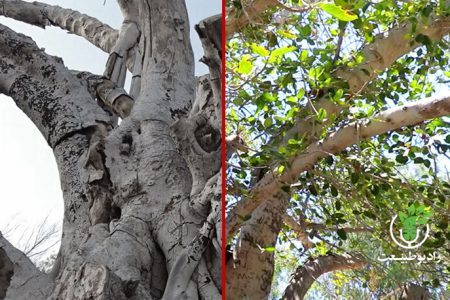 ویدئو/ «قارچ سیاه» قاتل درخت ۵۰۰ ساله کیش!