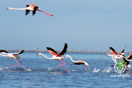 درخواست انجمن پرنده‌شناسی از وزارت میراث فرهنگی درباره تعیین تکلیف روز « پرنده‌نگری»