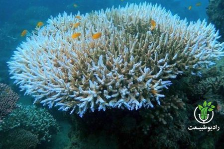 رنگ‌باختگی انبوه مرجان‌های جهان در پی گرما