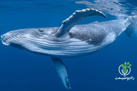 دانشمندان می‌گویند موفق به صحبت با یک نهنگ شده‌اند