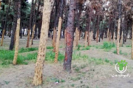 وضعیت ساخت‌وسازها در پارک سرخه‌حصار /پوست درختان را کندند